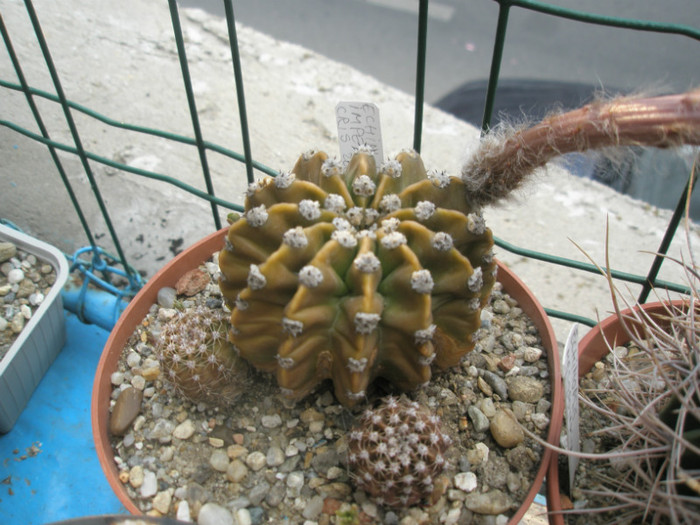 imperialis - 24.07 - Echinopsis