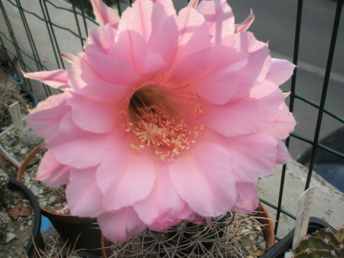 imperialis - floare - Echinopsis