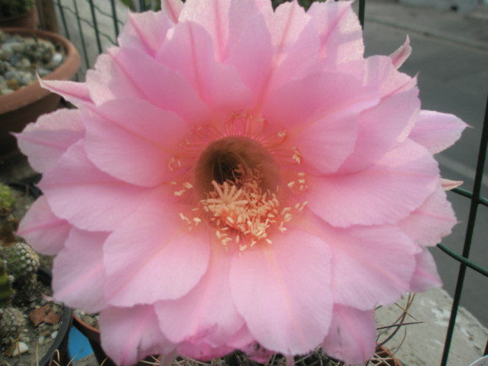 imperialis - floare 4 - Echinopsis