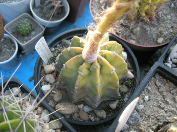subdenudatum - 23.07 - Echinopsis