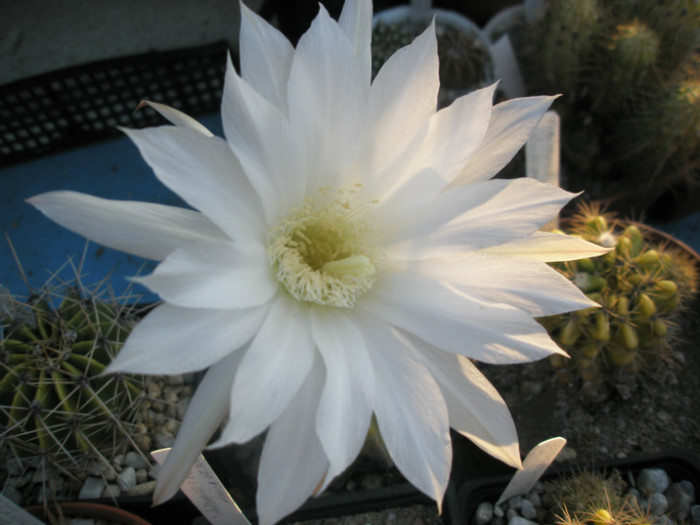 subdenudatum - floare - Echinopsis
