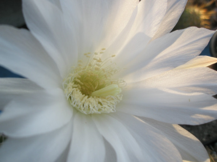 subdenudatum - detaliu floare - Echinopsis