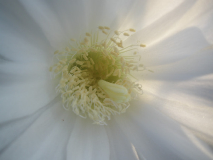 subdenudatum - centrul florii - Echinopsis