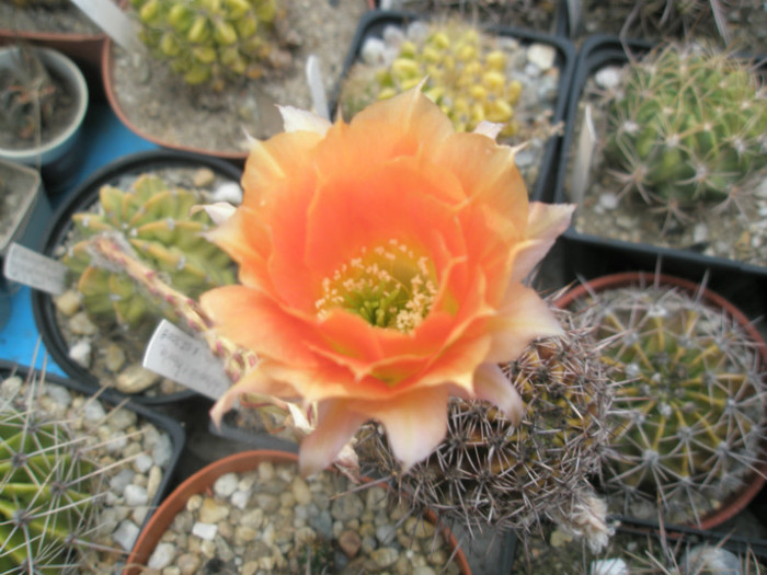Echinopsis aurea - floare 24.07 - Echinopsis