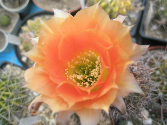 Echinopsis aurea - floare 3 - Echinopsis