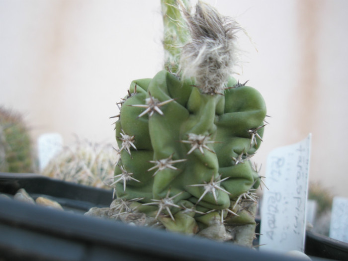E. sp. - provenienta Petrov - Echinopsis