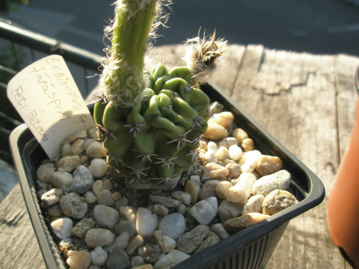 E, sp. (fara spini) - 25.07 - Echinopsis