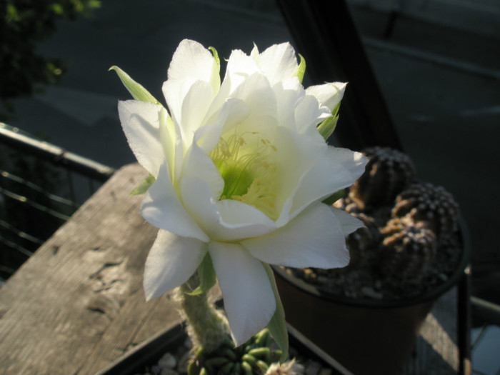 E. sp. (fara spini) - floarea