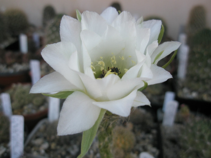 E. sp. (fara spini) - floare 2