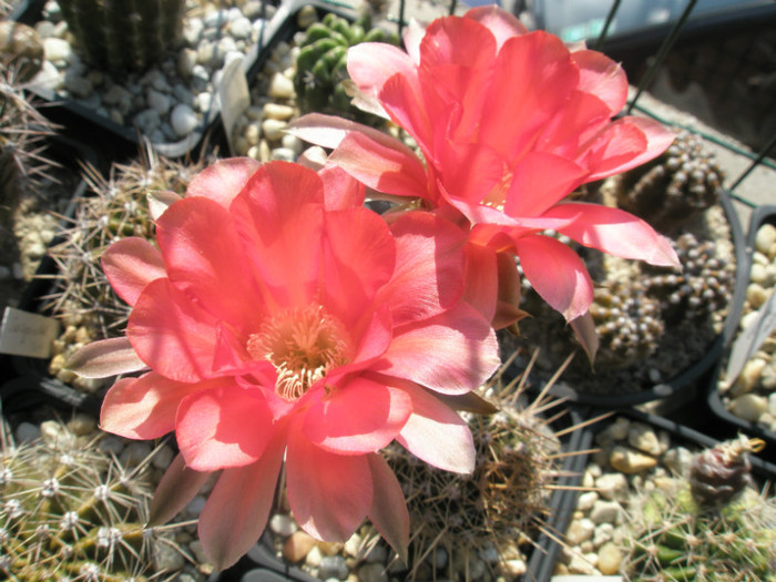 Siren - 05.08 - Echinopsis