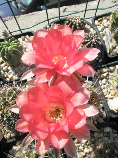 Siren - flori - Echinopsis