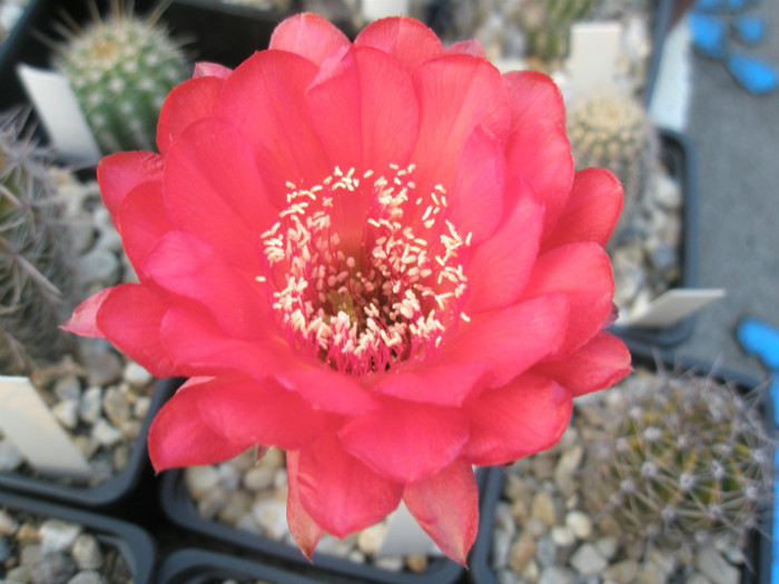 Wild Red Berry - floare - Echinopsis