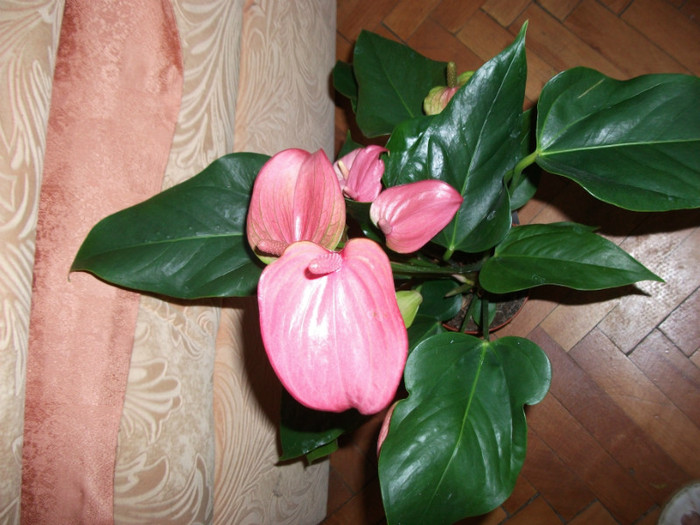Anthurium - Plante decorative