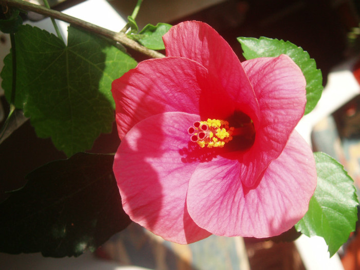  - Hibiscus