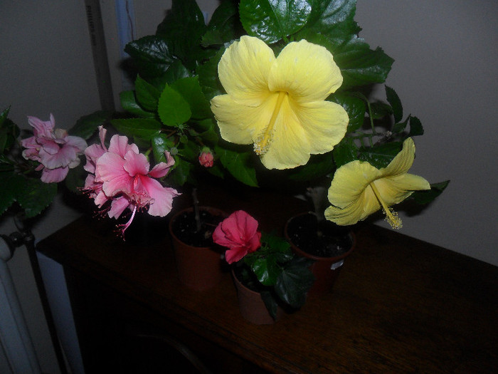 Hibiscus grup