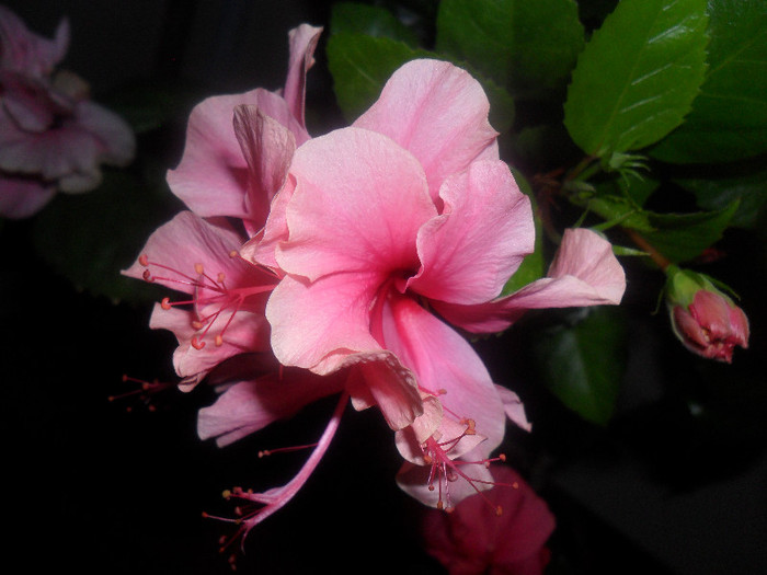Hibiscus Zaragoza ( ? )