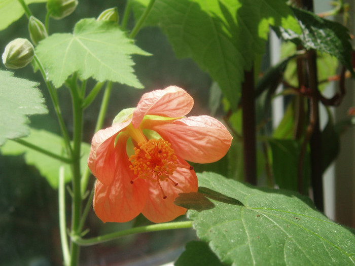 abutilon - AA Inflorite 2012