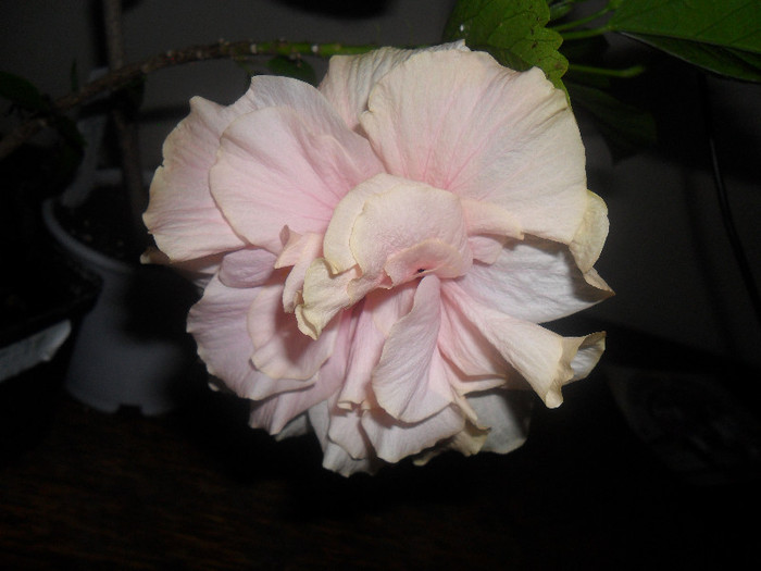 Hibiscus Clasic Pinky Pall