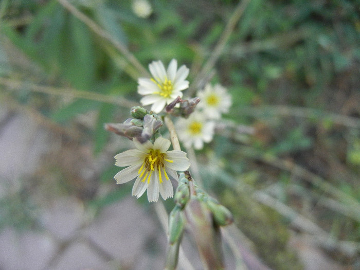 Lactuca serriola (2012, August 09) - Lactuca serriola