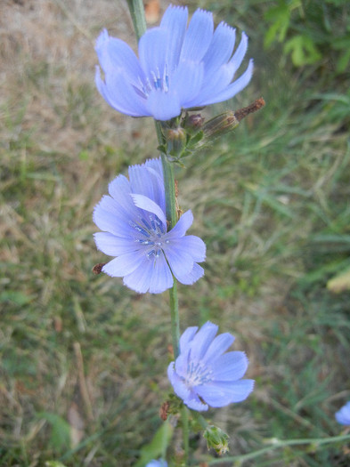 Cichorium intybus (2012, Aug.09) - Cichorium intybus_Cichory
