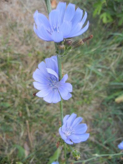 Cichorium intybus (2012, Aug.09)