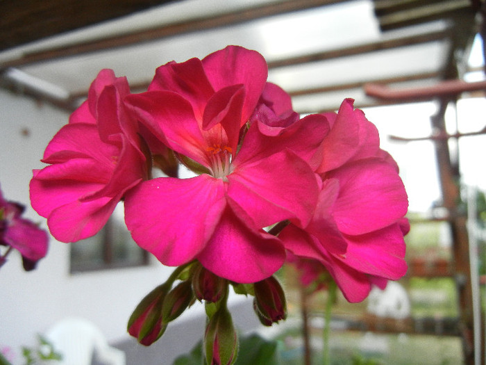 Bright Odette Geranium (2012, Aug.09) - Geranium Bright Odette