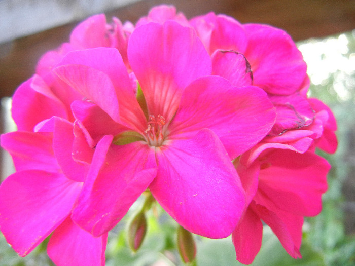 Bright Odette Geranium (2012, Aug.09) - Geranium Bright Odette