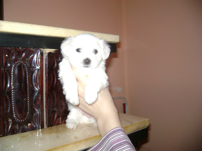 mascul b3 - BICHON MALTEZ