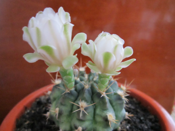 Gymnocalycium