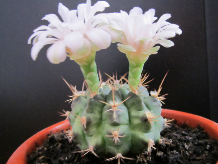 Gymnocalycium - cactusi - 2012