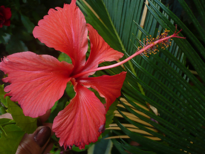 P1160846 - Rouge tropique