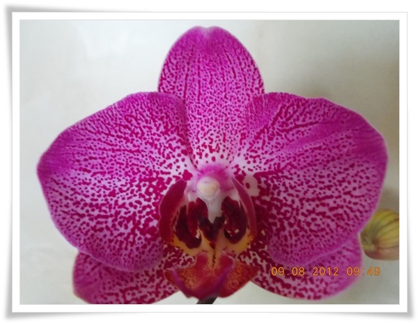 DSCN7885 - Orhidee 2012