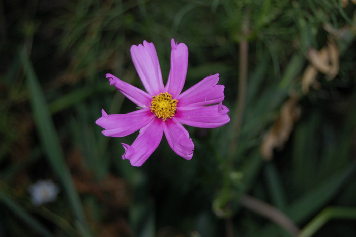 DSC_0235 - vara  2012