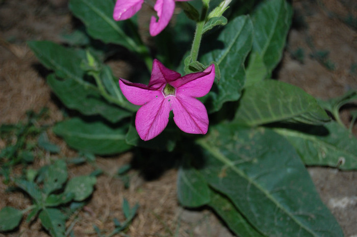 DSC_0237 - vara  2012