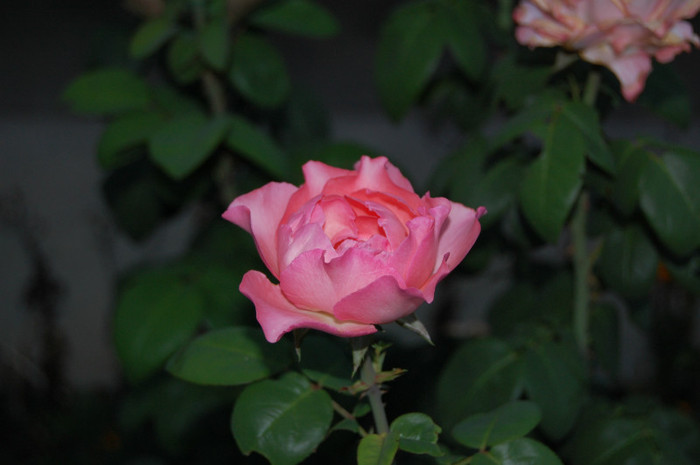 DSC_0241 - vara  2012