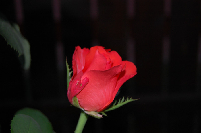 DSC_0250 - vara  2012