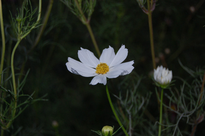 DSC_0255 - vara  2012