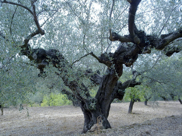 mos maslin; nu cunosc cate sute de ani poate avea
