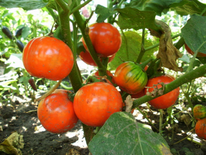 P7294708 - Gradina de legume 2012