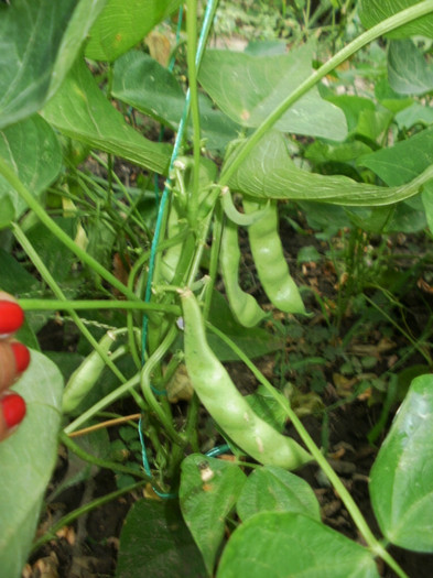 P7294818 - Gradina de legume 2012