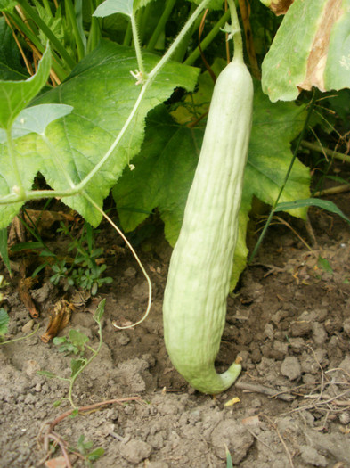 P7315123 - Gradina de legume 2012