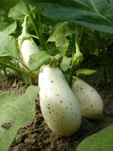 P7315171 - Gradina de legume 2012