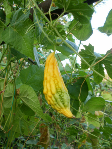 P8045377 - Gradina de legume 2012