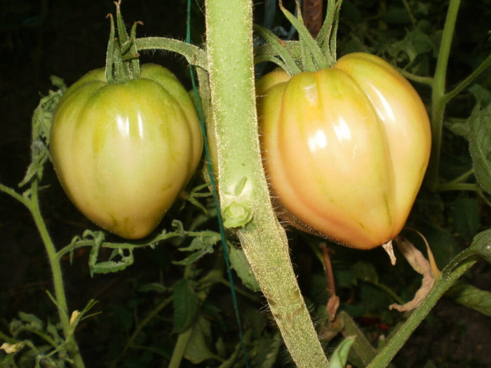 P8075782 - Gradina de legume 2012