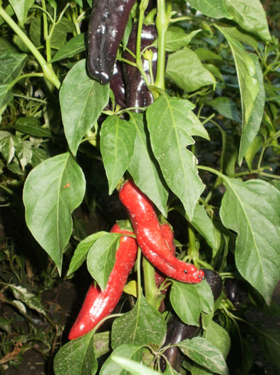 P8075802 - Gradina de legume 2012