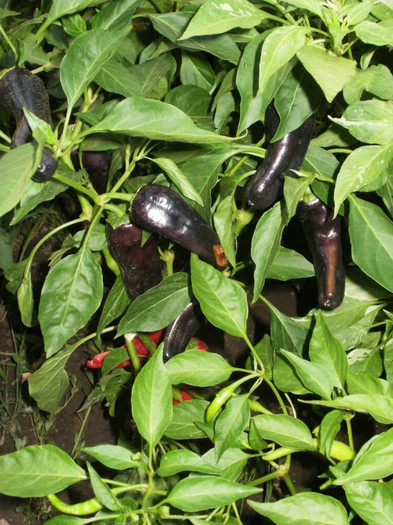 P8075805 - Gradina de legume 2012