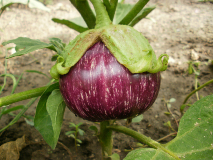 P8095933 - Gradina de legume 2012