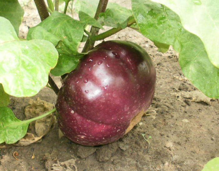 P8095936x - Gradina de legume 2012