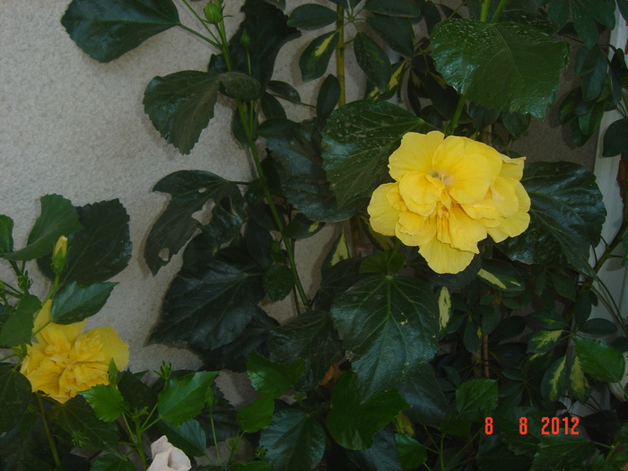 Picture 004 - 09-2012-HIBISCUS