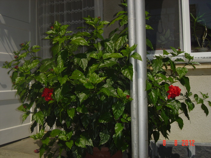 Picture 007 - 09-2012-HIBISCUS